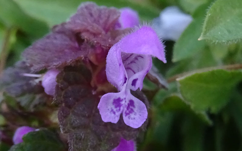 Lamium purpureum / Falsa ortica purpurea